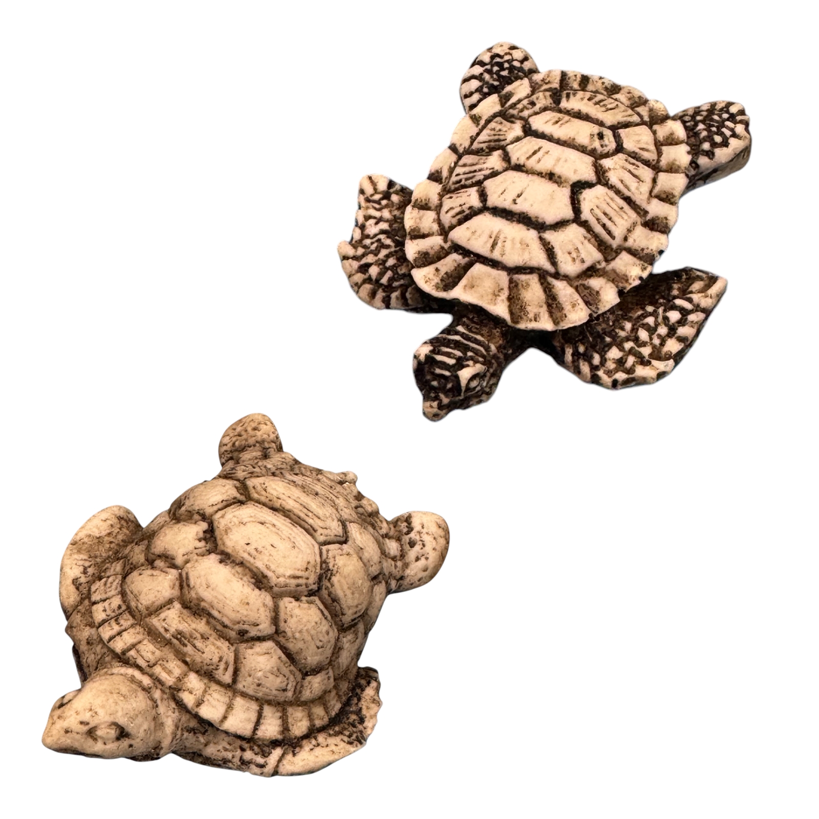 Sea Turtle 